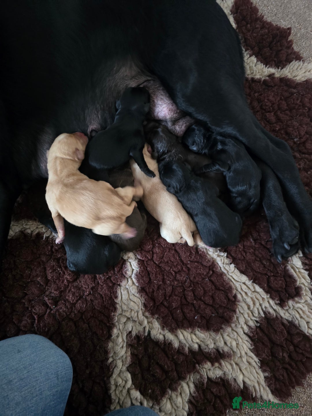 Labrador Retriever dogs for sale: Litter of seven beautiful labradors  - Image 2