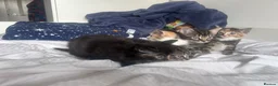Mixed Breed cats for sale: Kittens looking forever home  in Reading - Advert 11