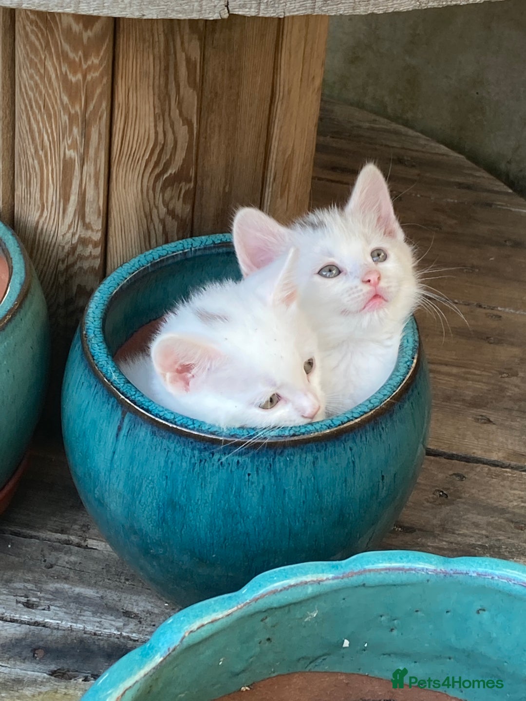 Turkish Van cats for sale: Gorgeous & Loving Turkish Van Kittens - Image 7