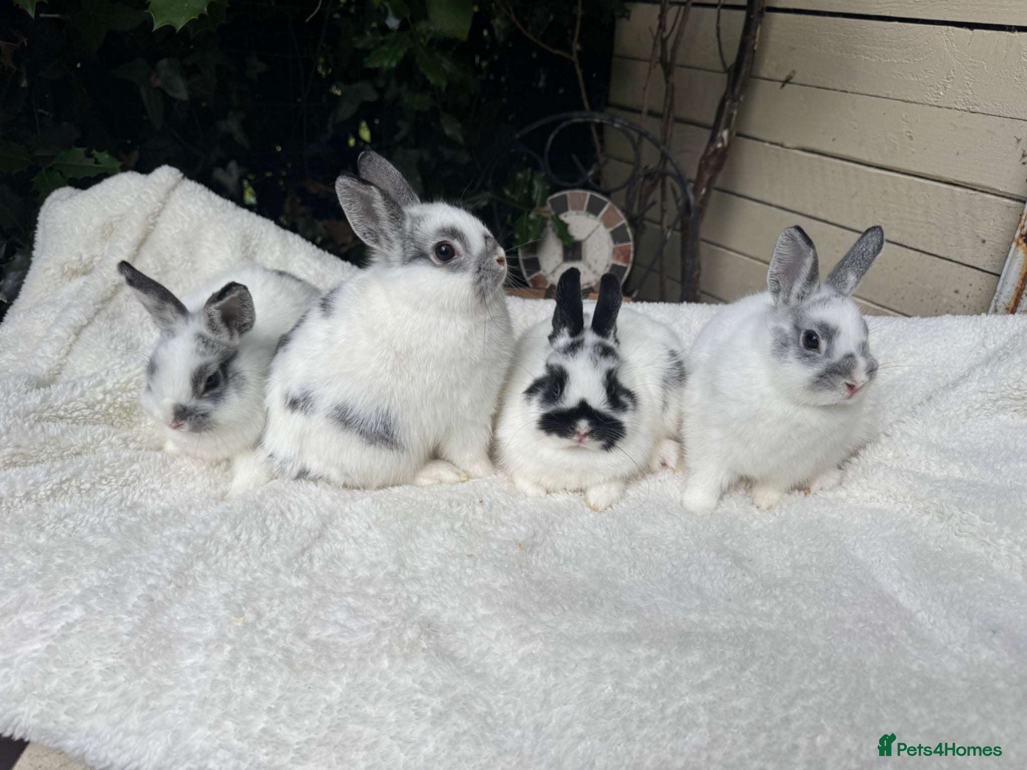 Netherland Dwarf rabbits Pedigree Netherland dwarf - Advert 1
