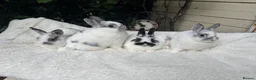 Netherland Dwarf rabbits for sale: Pedigree Netherland dwarf - Advert 1