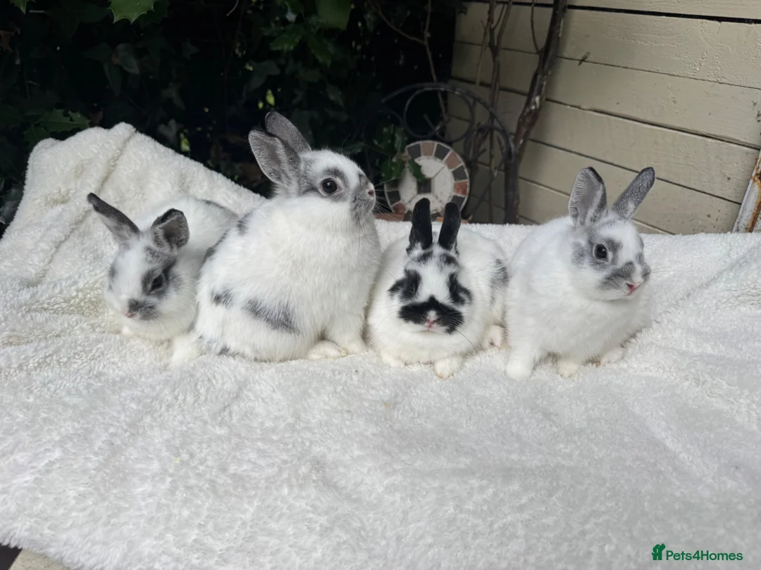 Netherland Dwarf rabbits for sale: Pedigree Netherland dwarf - Advert 1