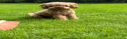 Cavapoo dogs for stud: Cavapoo for stud, parents kc, F1b - Advert 1