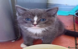 Ragdoll cats for sale: Ragdoll kittens  - Image 6