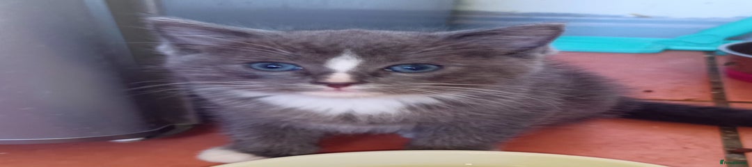 Ragdoll Kitten 1