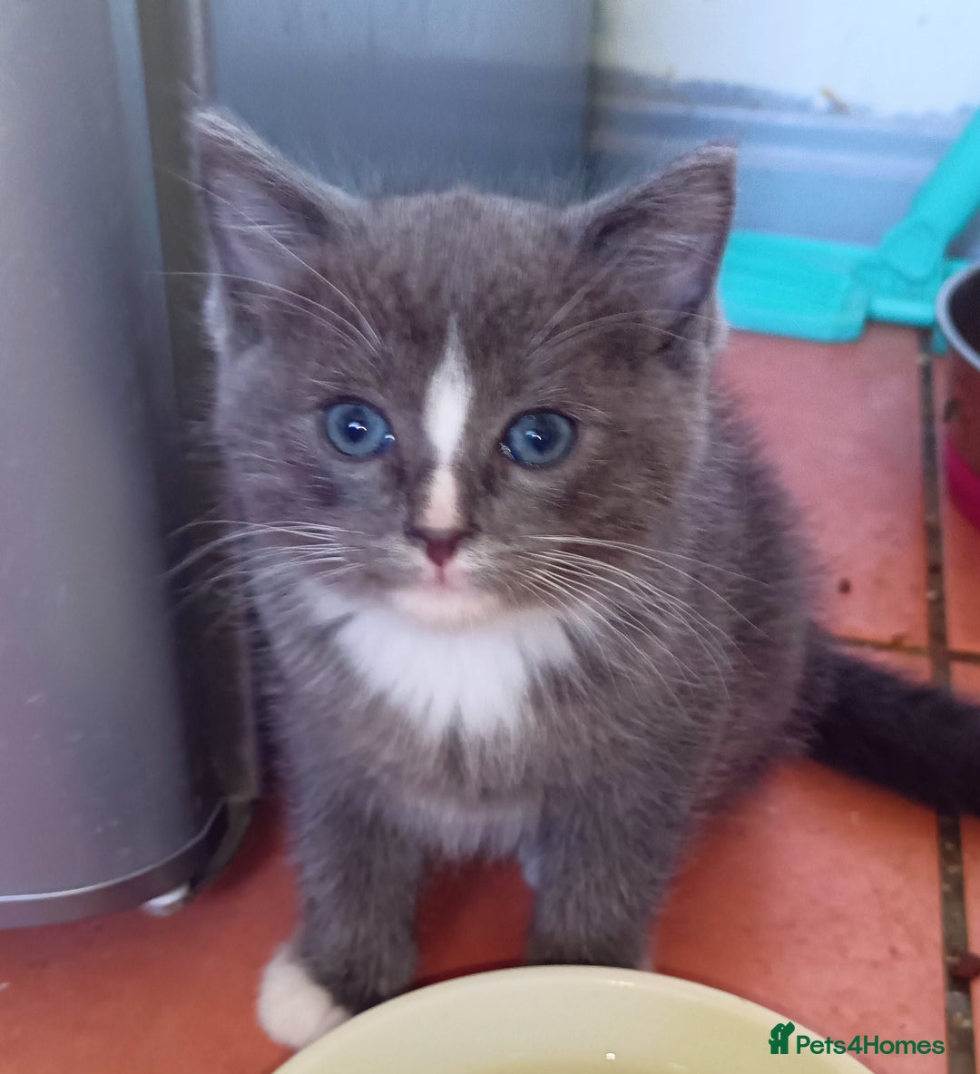Ragdoll cats for sale: Ragdoll kittens  - Image 6