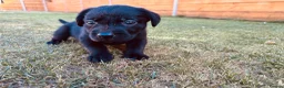 Labrador Retriever dogs for sale: KC Registered Labrador Puppies 🐾🐾🐾 - Advert 20