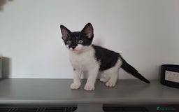 Domestic Shorthair cats for sale: 2 female kittens for sale - Image 16
