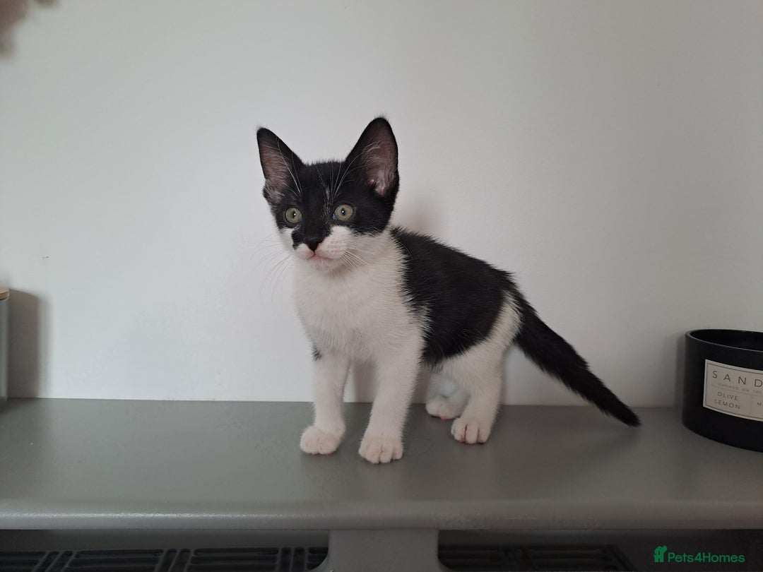 Domestic Shorthair cats for sale: 2 female kittens for sale - Image 16