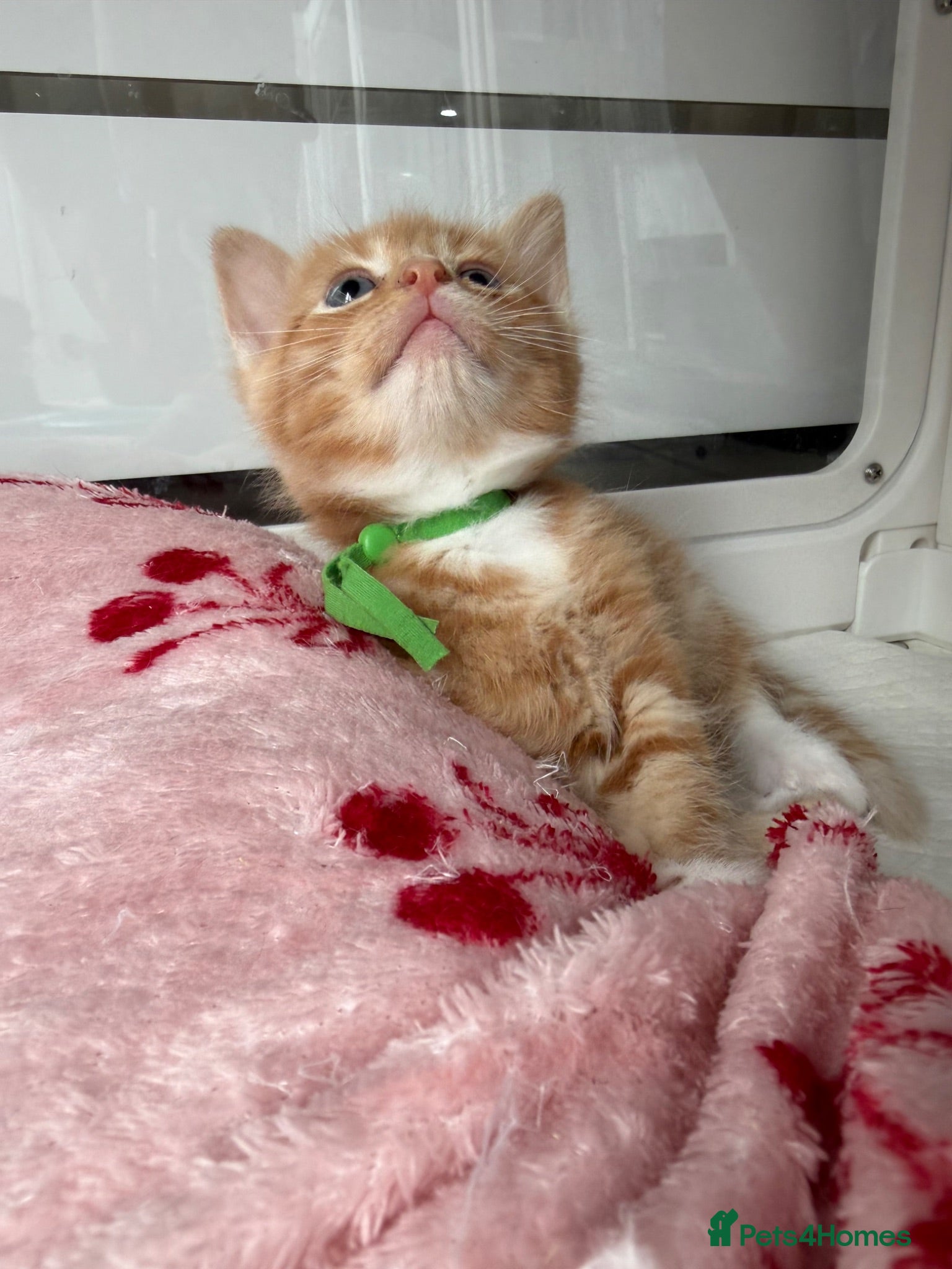 Domestic Shorthair cats Beautiful Kittens  - Advert 1