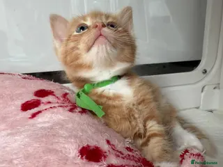 Domestic Shorthair cats Beautiful Kittens - Advert 12