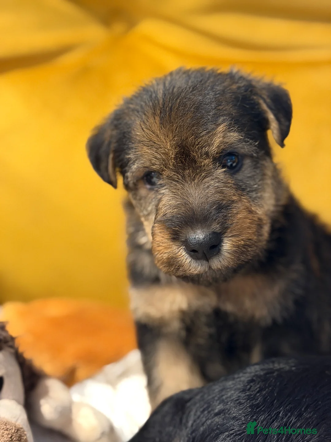 Welsh Terrier dogs for sale: Wawuzer puppies  - Advert 1