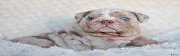 English Bulldog dogs for stud: Lilac and tan Merle carrying curly  - Advert 8