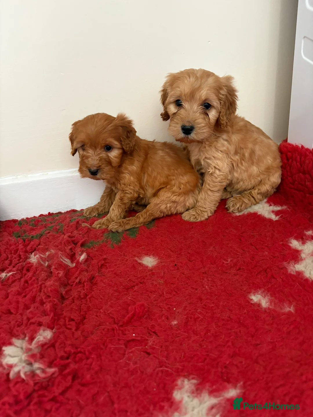 Cockapoo dogs for sale: 4 stunning cockapoo puppies for sale  - Advert 5