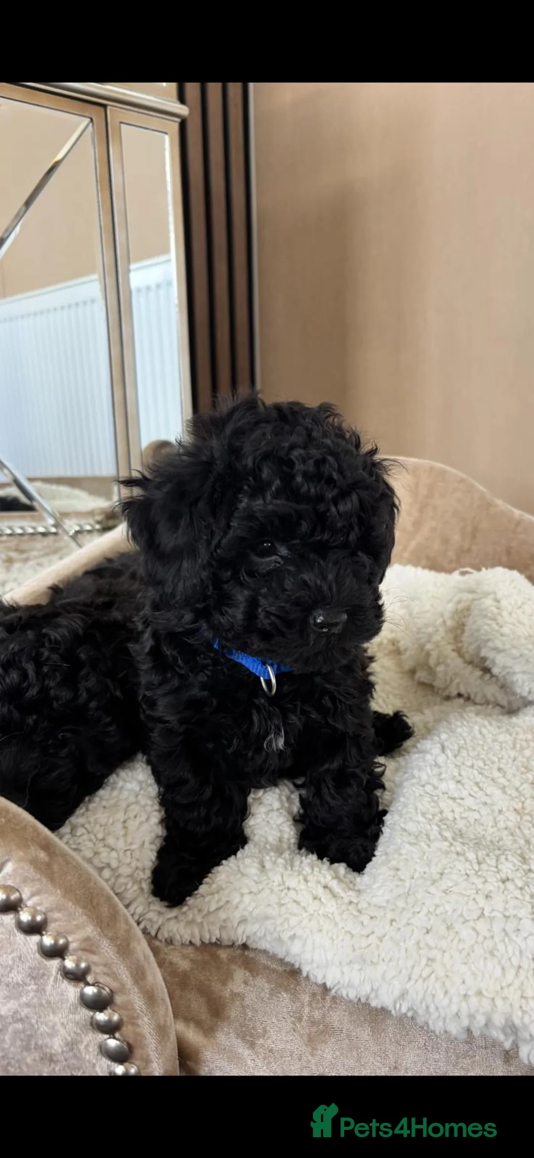 Toy Poodle dogs for sale: Two beautiful little poochons  - Advert 2