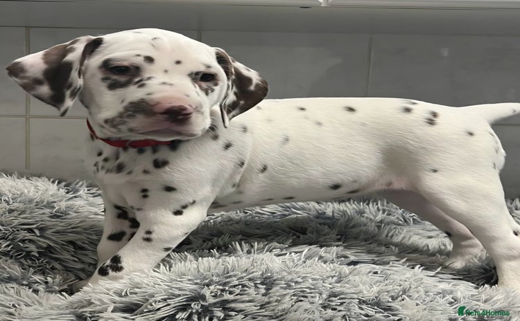 Dalmatian dogs - Advert 5