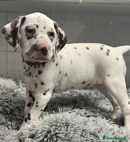 Dalmatian dogs - Advert 5