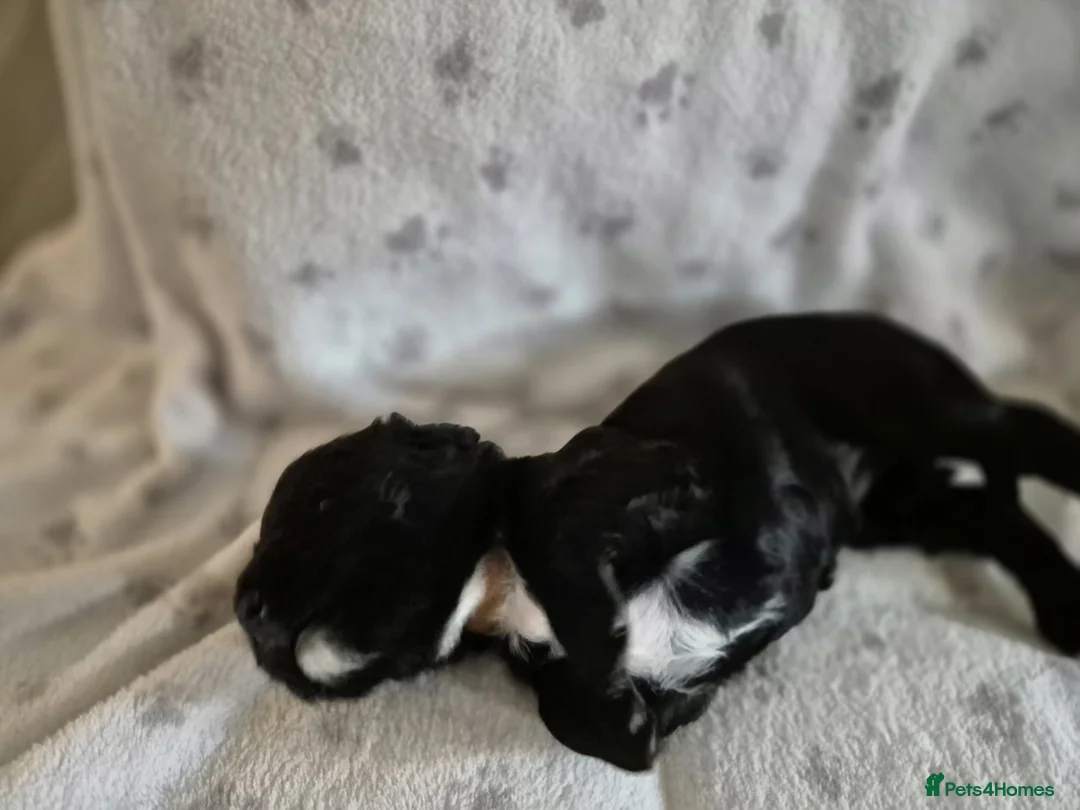 Sprocker dogs for sale: Exceptional home reared sprocker spaniel puppies.  - Advert 27