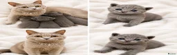 British Shorthair cats for sale: PREMIUM BRITISH SHORTHAIR KITTENS AVAILABLE - Advert 7