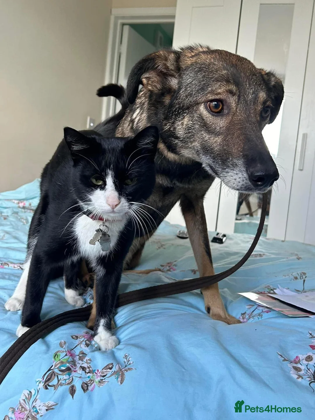 Mixed Breed dogs for adoption: Elsie - Norwich Norfolk  in Norwich - Advert 15