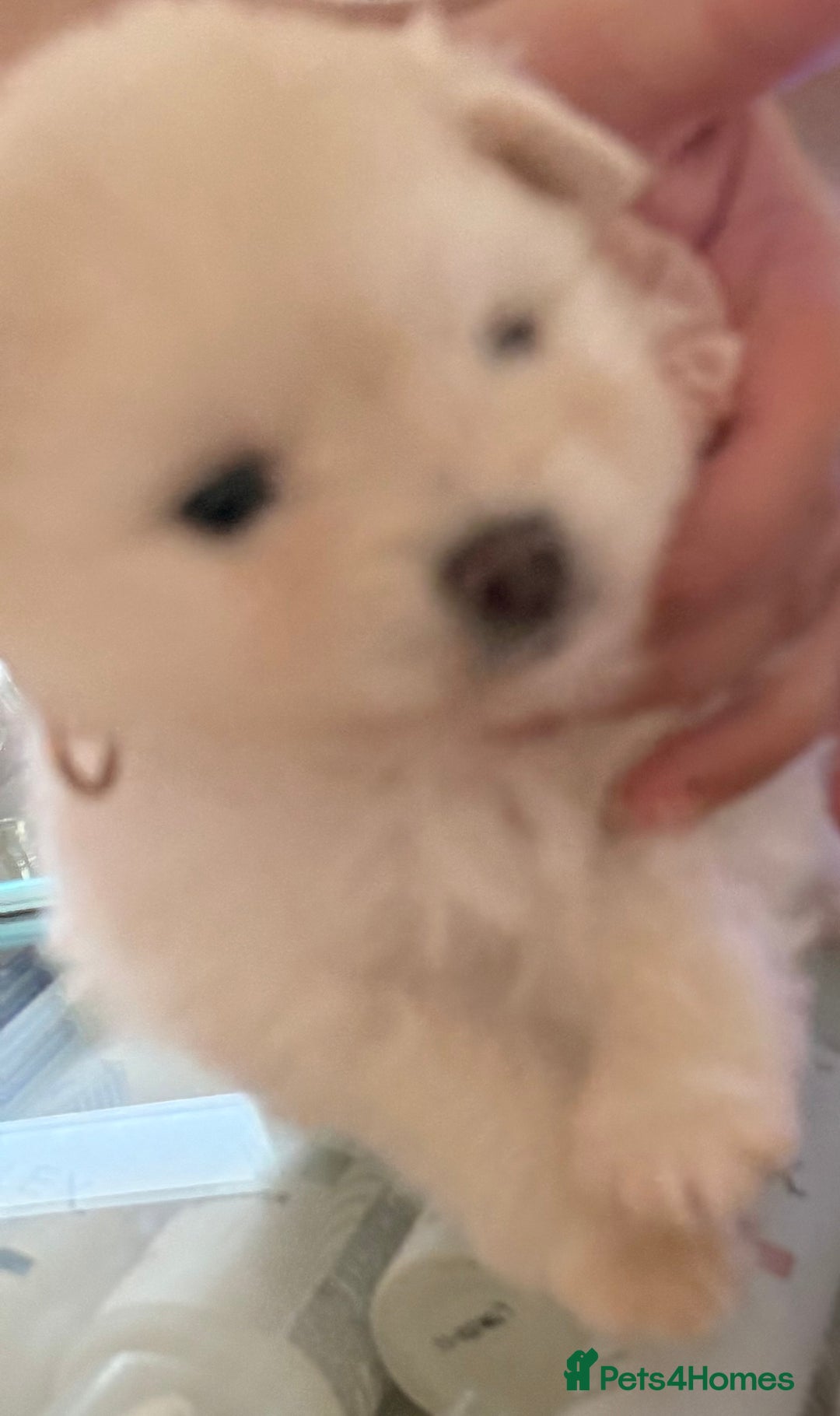 Pomeranian dogs for sale: 3 Beautiful small white Pomeranian pups  - Image 12
