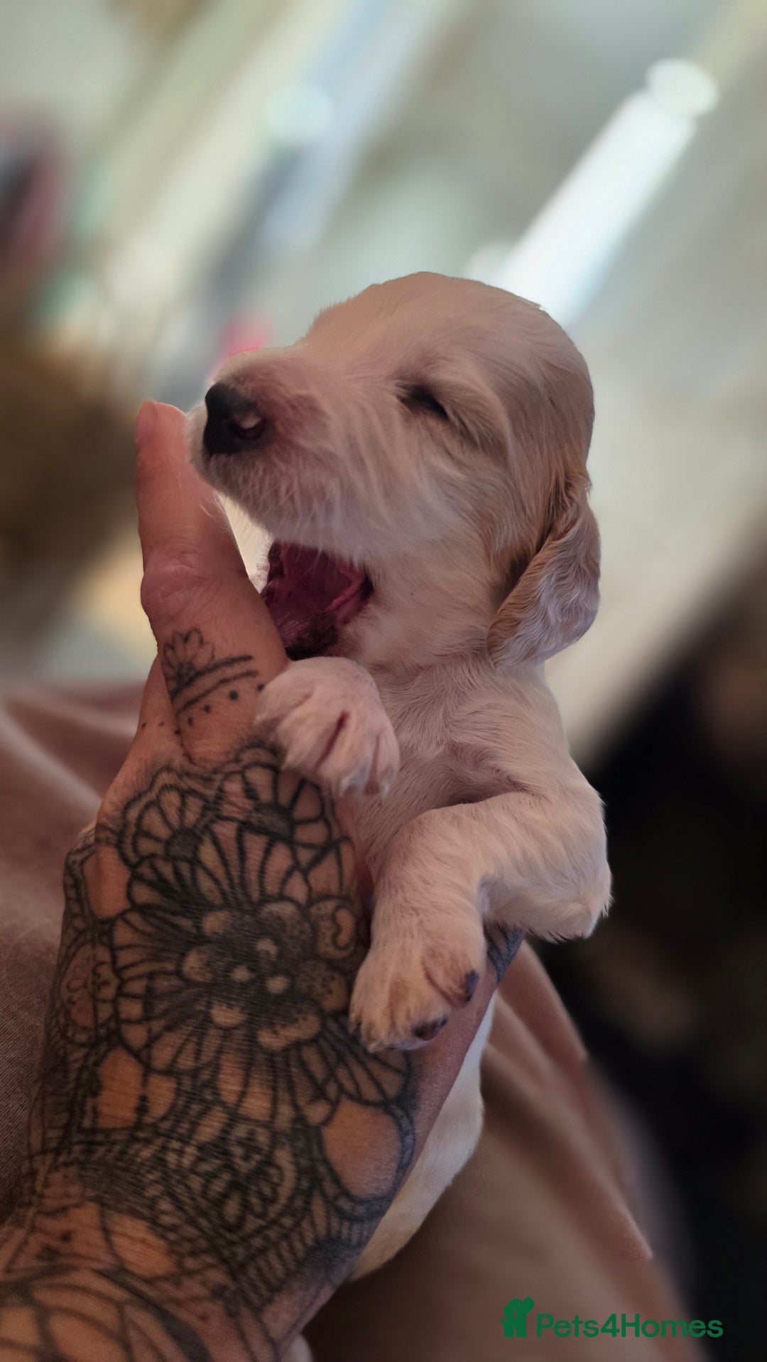 Mixed Breed dogs for sale: Beautiful cocker spaniels - Image 1