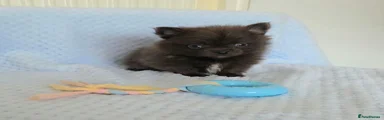 Pomeranian 5