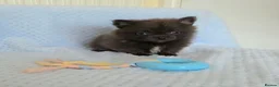 Pomeranian dogs for sale: 🐶 Tiny pomeranian puppies 🐶  - Advert 15
