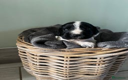 Sprocker dogs for sale: Sprockers  - Image 12