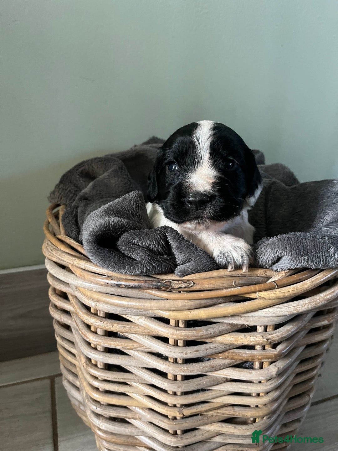 Sprocker dogs for sale: Sprockers  - Image 12