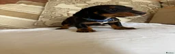 Miniature Dachshund dogs for sale: Beautiful miniature dachshunds - Advert 28