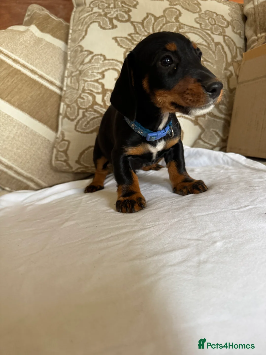 Miniature Dachshund dogs for sale: Beautiful miniature dachshunds - Advert 28