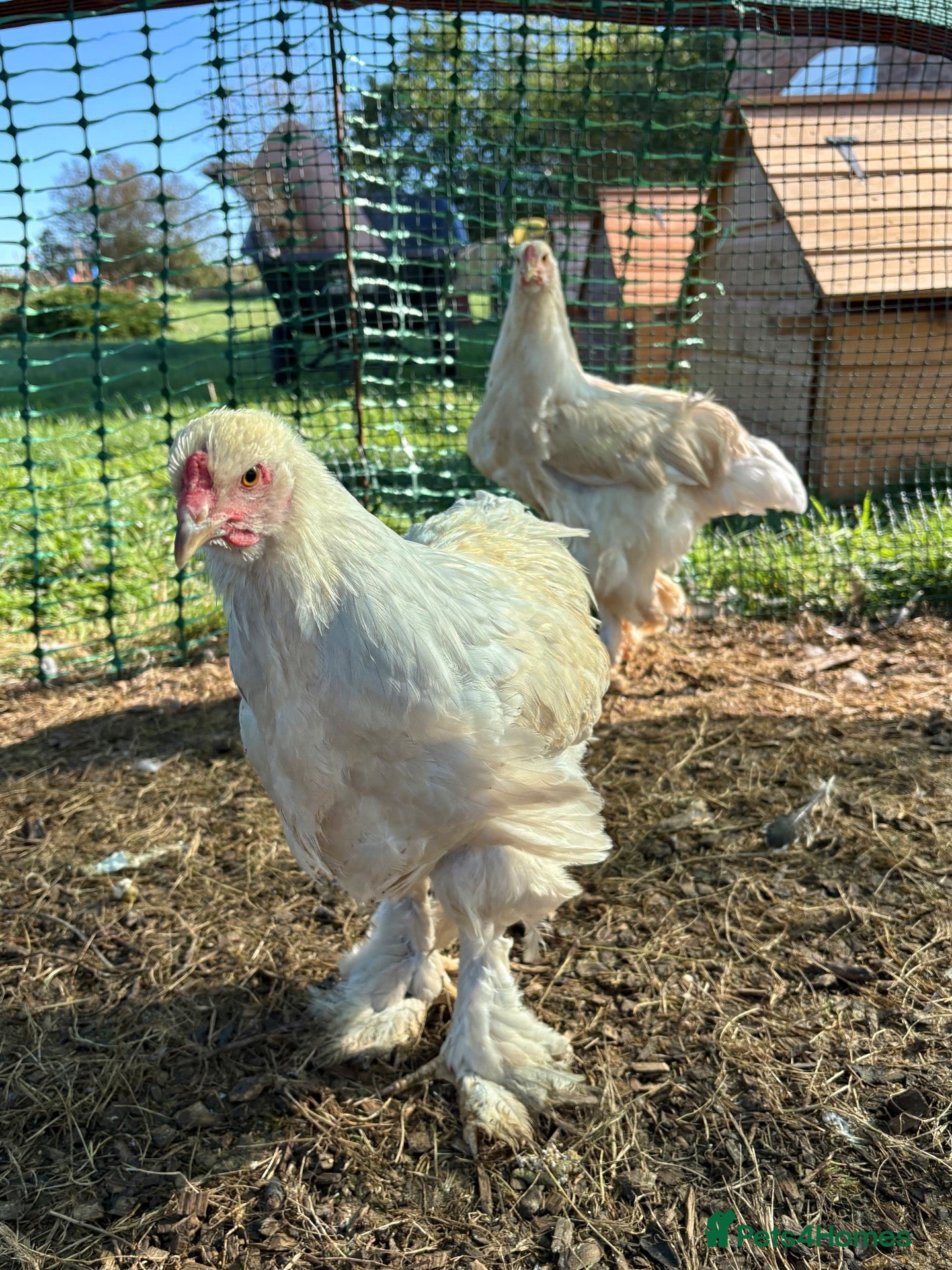 Chickens poultry Large Fowl Brahma Cockerels Mixed Colours - Advert 12