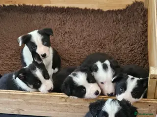 Border Collie dogs ISDS Border Collie Pups - Advert 1