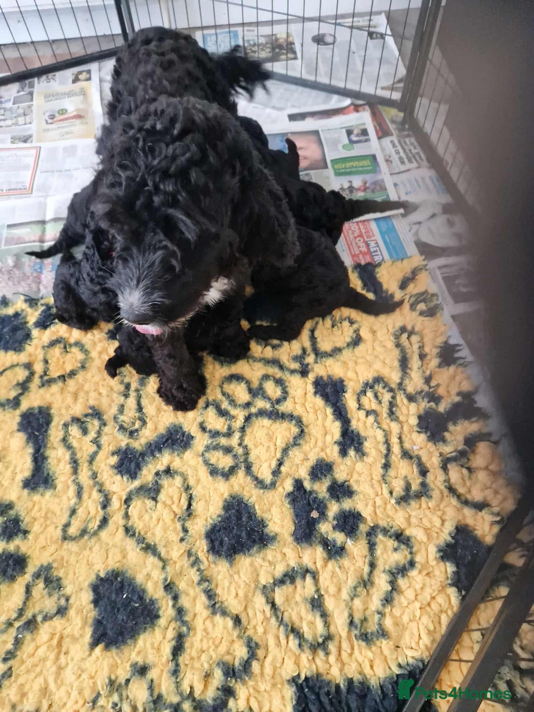 Cockapoo dogs for sale: STUNNING FULLY DNA HEALTH TESTED F1B COCKAPOOS - Image 12
