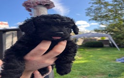 Yorkiepoo dogs for sale: Yorkiepoo cockapoo  - Image 14