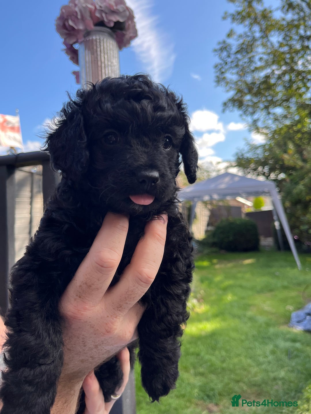 Yorkiepoo dogs for sale: Yorkiepoo cockapoo  - Image 14