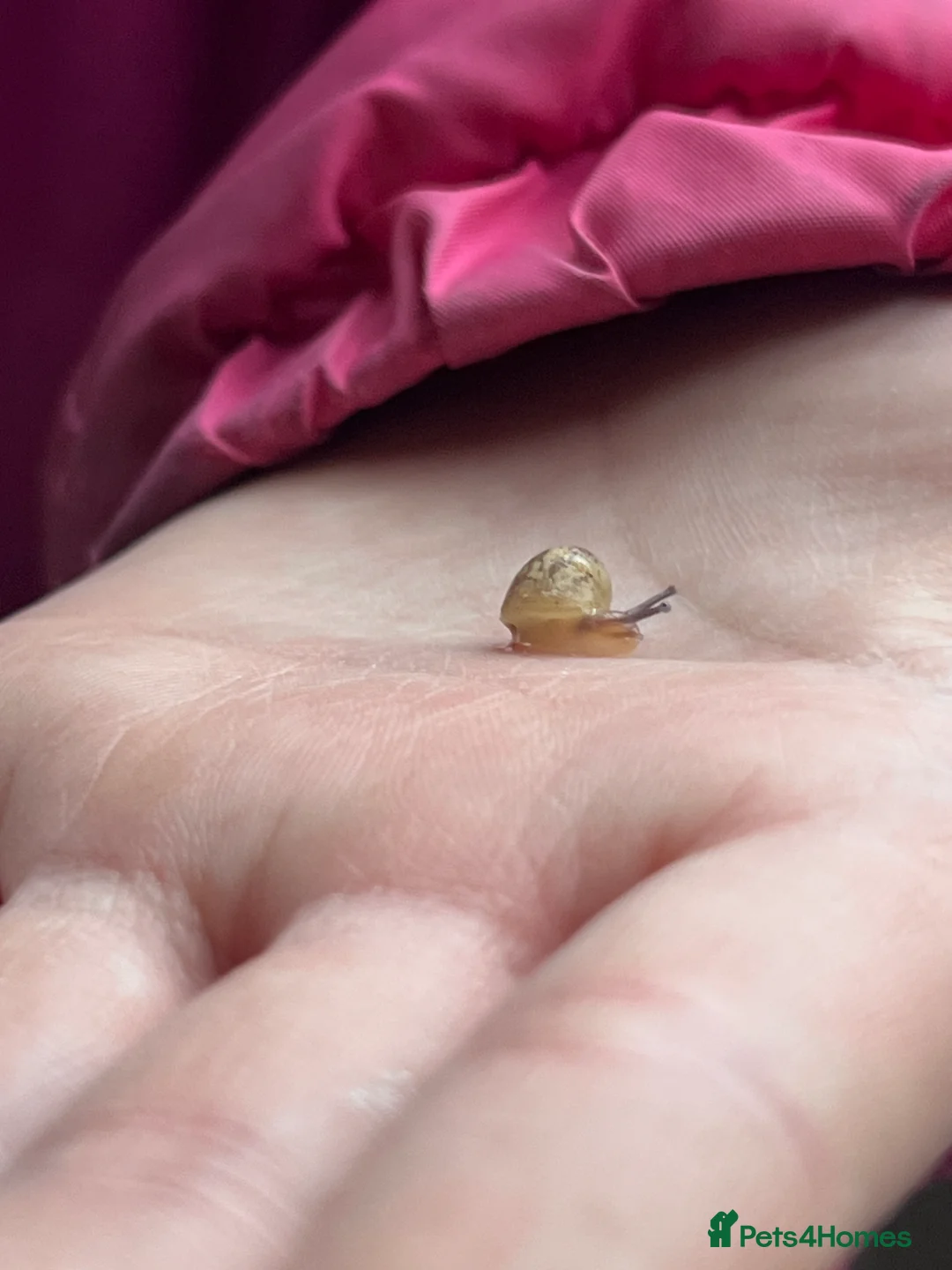 Snails invertebrates for sale: Baby Captive bred garden snails - Advert 2