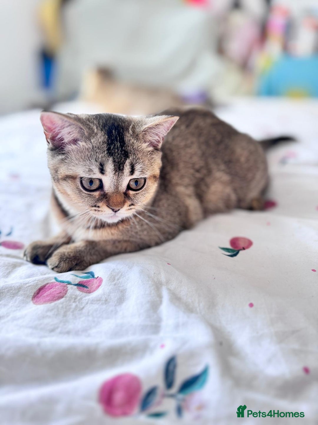 Scottish Fold cats for sale: Pedigree Kitten girl looking for a family  - Image 17