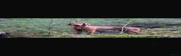 Hungarian Vizsla dogs for sale: 10 Gorgeous Hungarian Vizsla Puppies, KC REG. - Advert 2