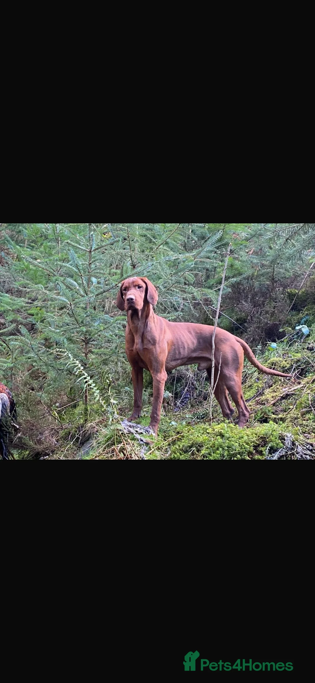 Hungarian Vizsla dogs for sale: 10 Gorgeous Hungarian Vizsla Puppies, KC REG. - Advert 2