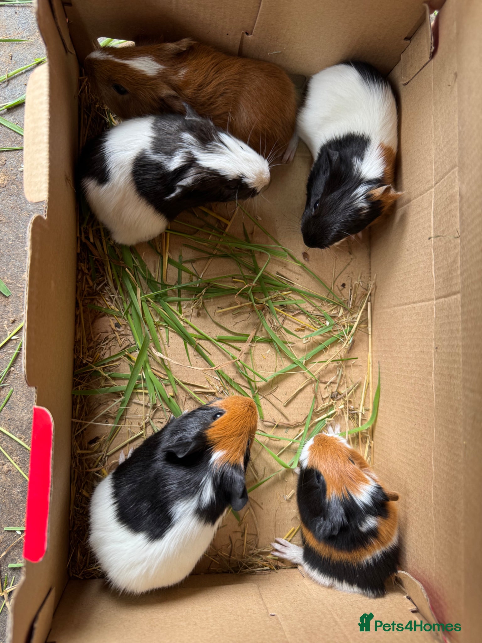 Guinea Pig rodents Guinea pigs for sale - Advert 9