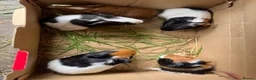 Guinea Pig rodents for sale: Guinea pigs for sale - Advert 1