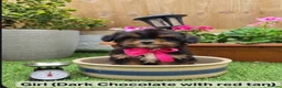 Maltipoo dogs for sale: F1B Maltipoo Rare Colours DNA Tested  - Advert 14