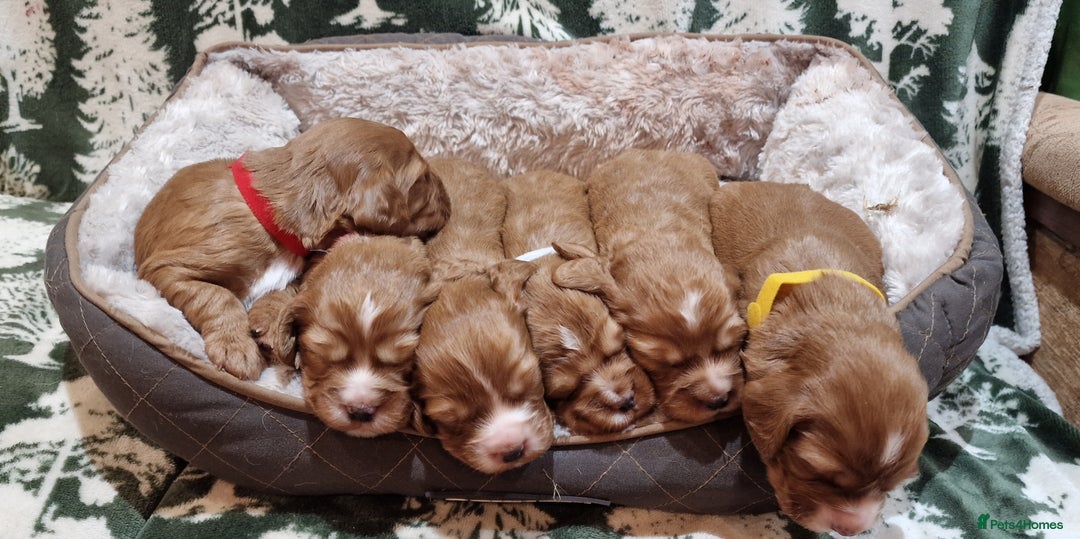 Cocker Spaniel dogs for sale: KC Registered Fox Red Working Cocker Spaniel Pups - Advert 1