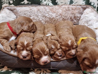 Cocker Spaniel dogs KC Registered Fox Red Working Cocker Spaniel Pups - Advert 3