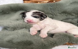 Bernedoodle dogs for sale: Miniature Bernedoodle Puppies - Image 21