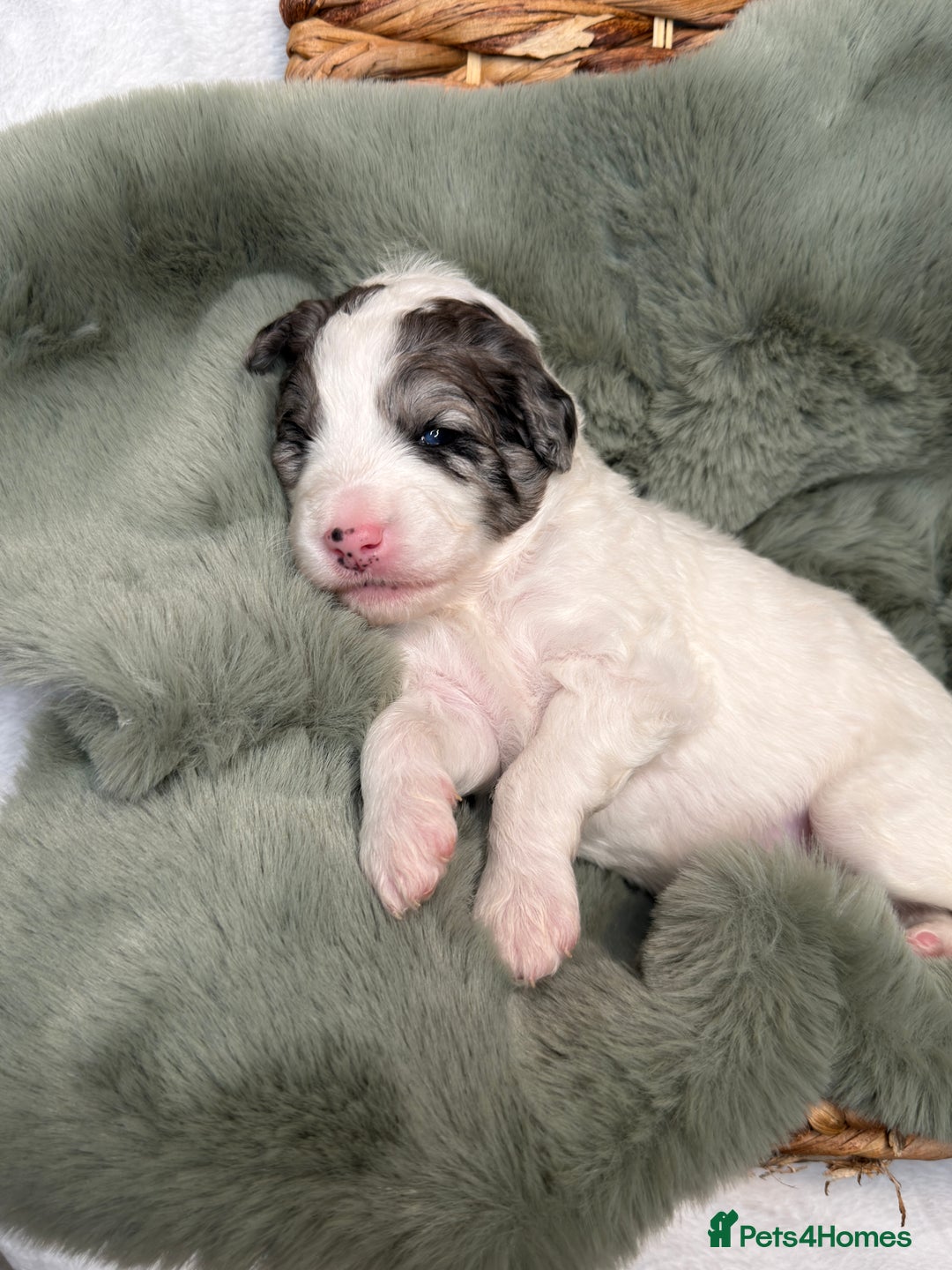 Bernedoodle dogs for sale: Miniature Bernedoodle Puppies - Image 21