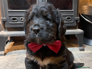 Bernese Mountain Dog dogs Beautiful Bernedoodle babies - Advert 1