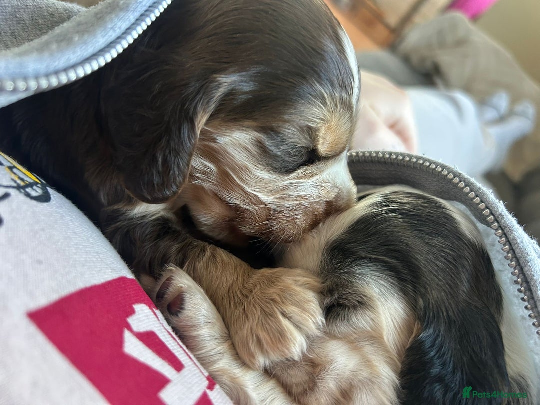 Cocker Spaniel dogs for sale: Quality kc show type cocker spaniels - Advert 6